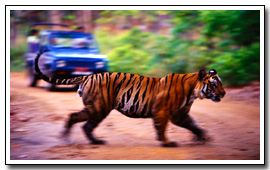 Indian Adventure Tours