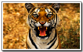 India Wildlife Tours