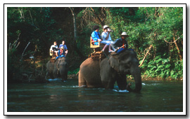 India Wildlife Tours